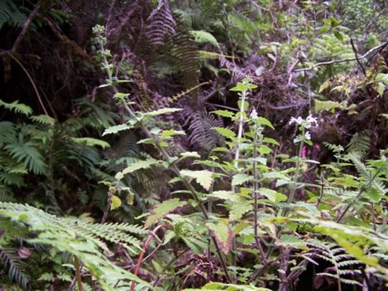 Endangered Plant Species