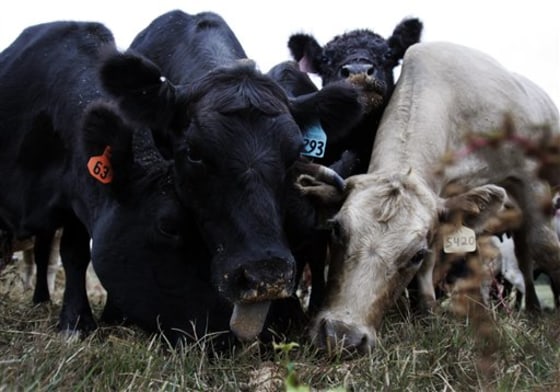 Cattle Drought