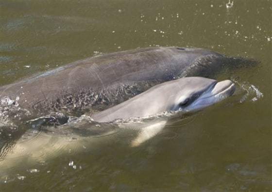 Stranded Dolphin