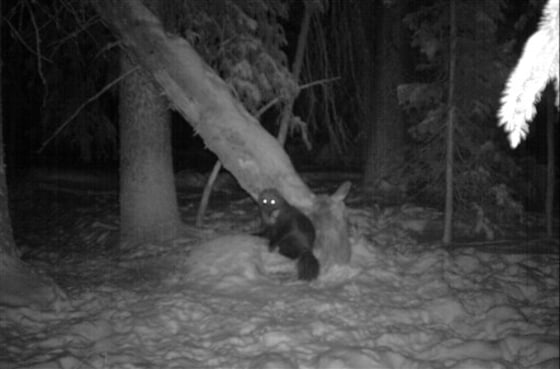 Wolverine in Colorado