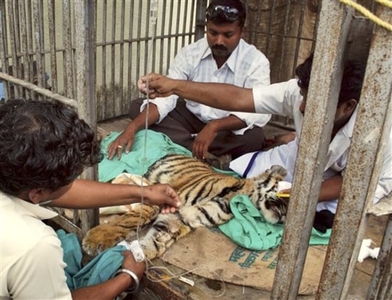 India Tiger Transfusion