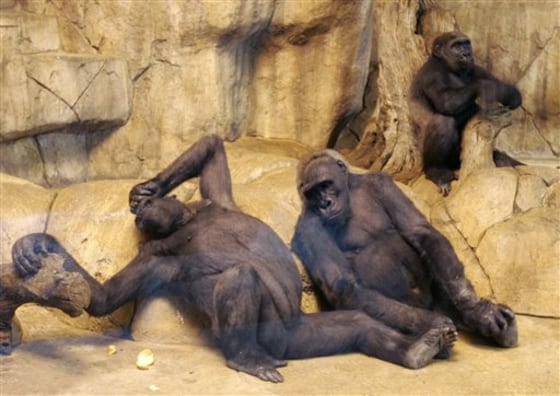 SOUTH AFRICA TAIPING 4 GORILLAS