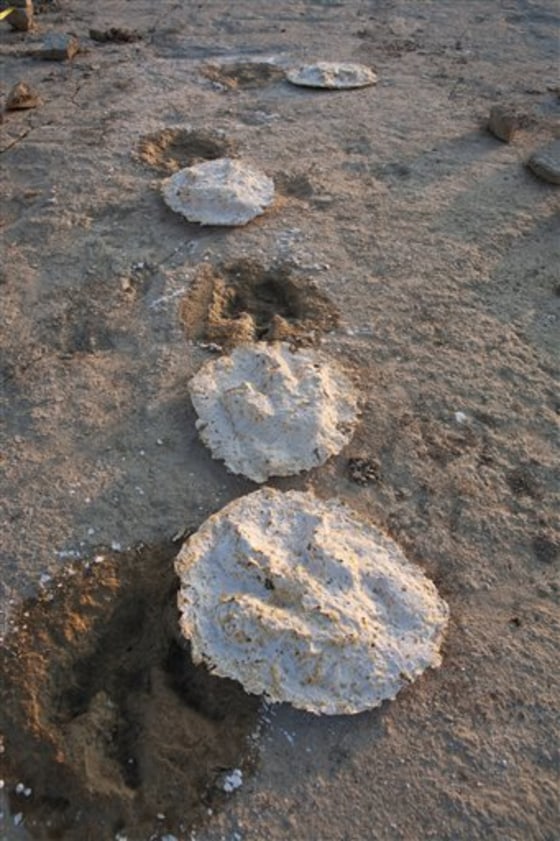 New field of dinosaur tracks found in Arkansas