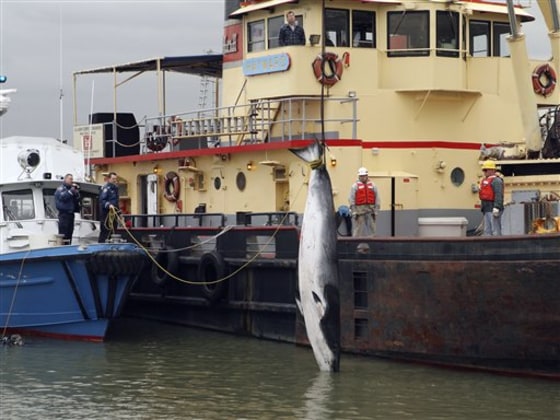 CORRECTION Brooklyn Whale
