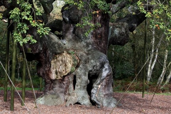 Shrinking Sherwood