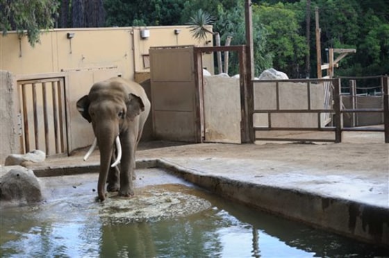Elephant Exhibit