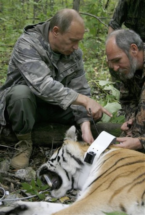 RUSSIA ENDANGERED TIGER