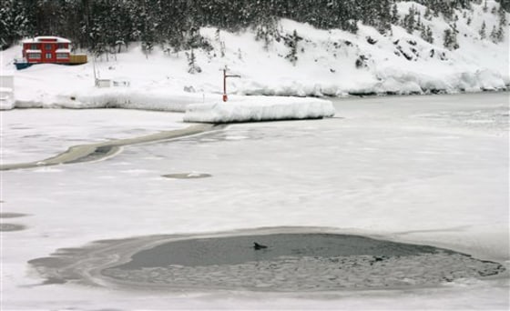 Canada Trapped Dolphins