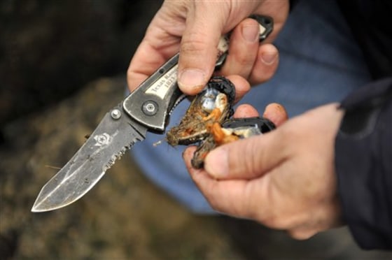 Toxic Water Mussels