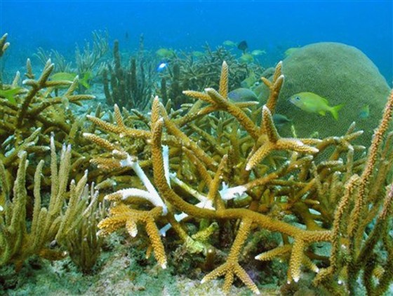 CARIBBEAN CORAL REEFS