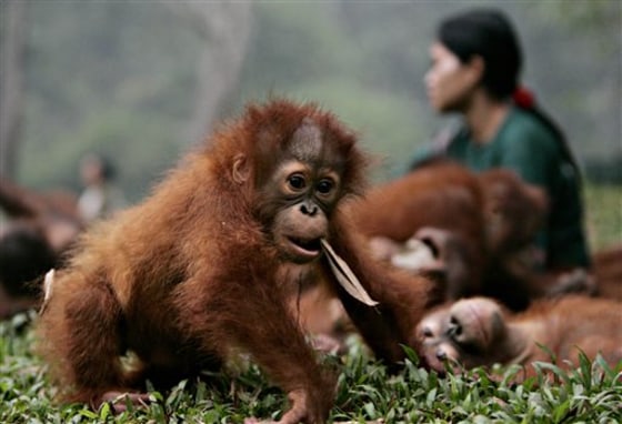 INDONESIA HAZE ORANGUTANS