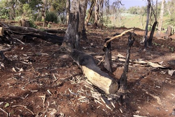 KENYA FIGHTING FOR THE FOREST