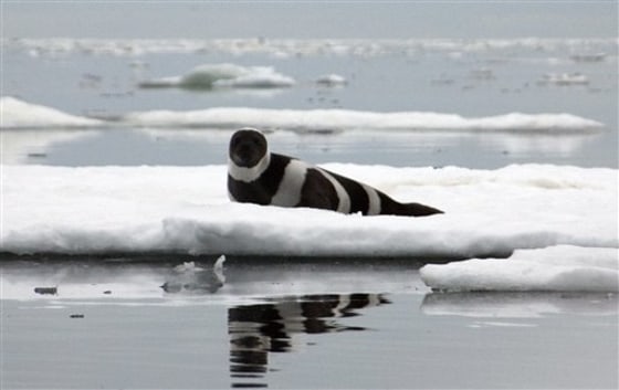 Ribbon Seals