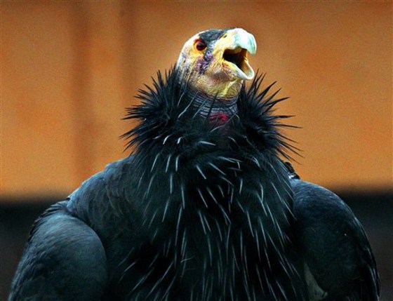Condors get help from tribe in northern Calif.