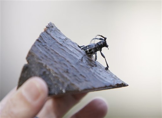 A wood-devouring Asian longhorned beetle is displayed.