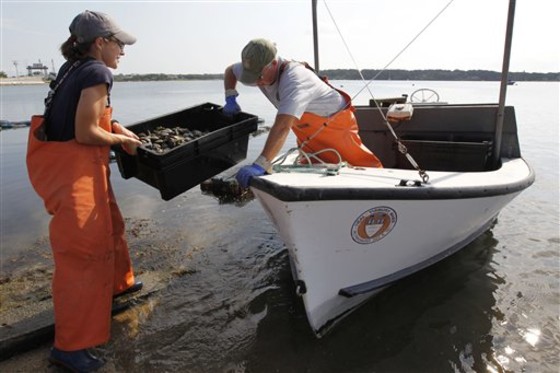 Tisbury, Mass., Shellfish Constable Danielle Ewart, left, and Deputy Constable Fred Benson prepare to&nbsp;release scallops back into the wild Friday in Vineyard Haven, Mass., on the island of Martha's Vineyard. The scallops, placed in cages to spawn, could be killed if left in the containers during a violent storm. 