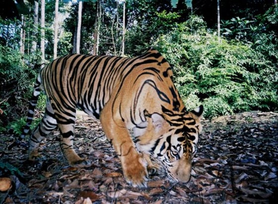 INDONESIA TIGERS SHRINKING HABITAT