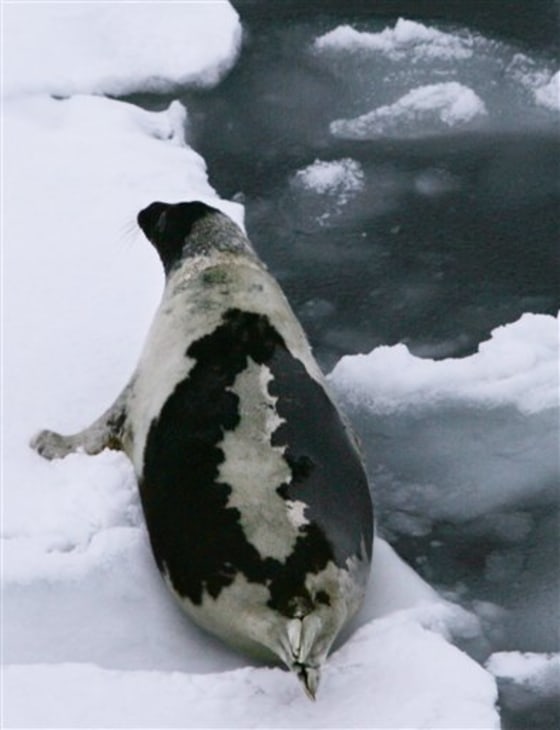 CANADA SEAL HUNT