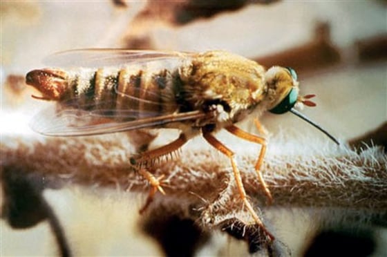 FLOWER LOVING FLIES