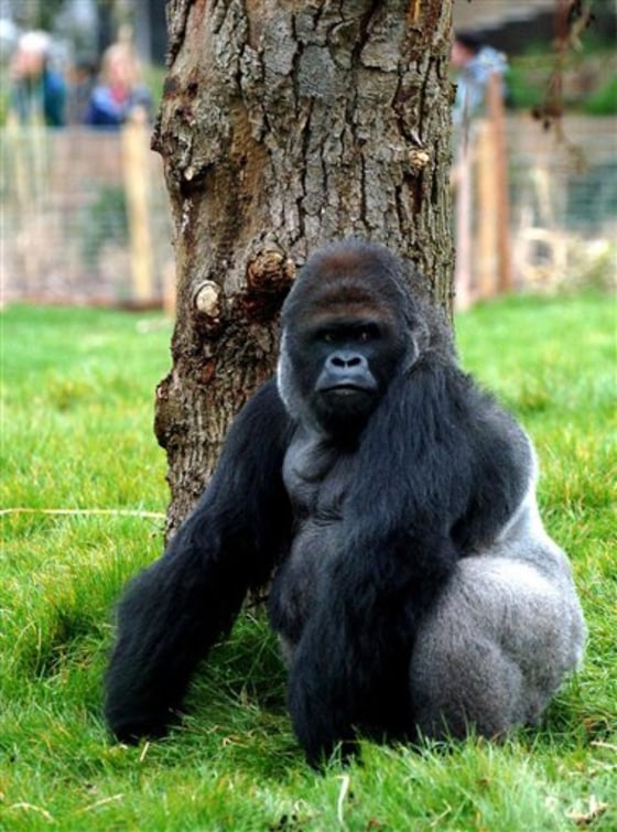 BRITAIN GORILLAS