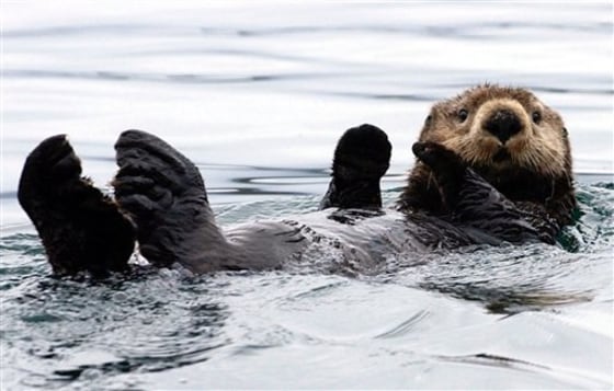 Sea Otters