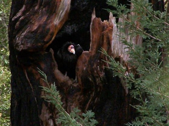 CONDOR NESTING