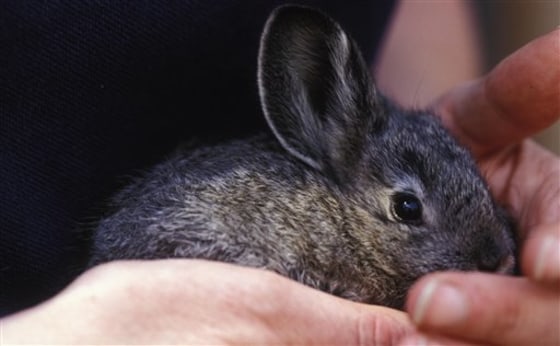 Last male of purebred rabbit species dies