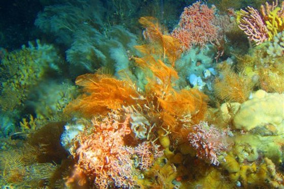 PROTECTION CORAL GARDENS
