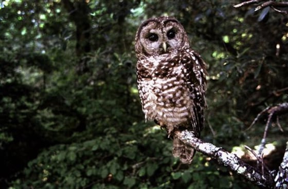 Spotted Owls