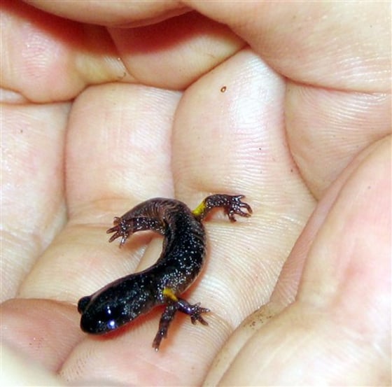 SALAMANDER
