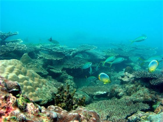 THAILAND NEW CORAL REEF
