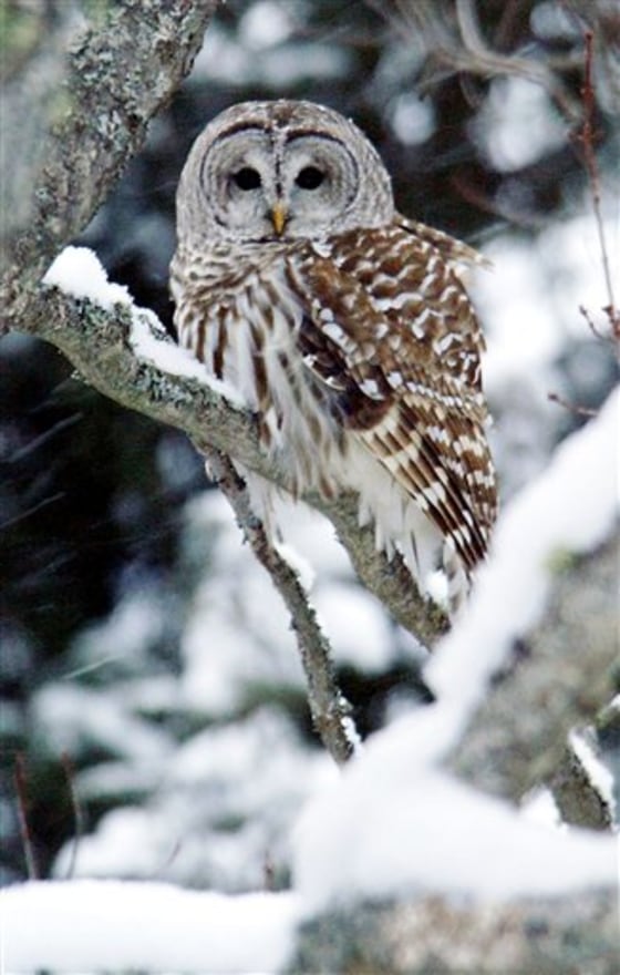 BARRED OWL