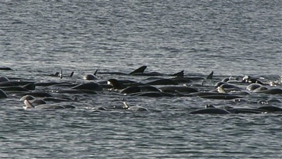 SONAR AND WHALES
