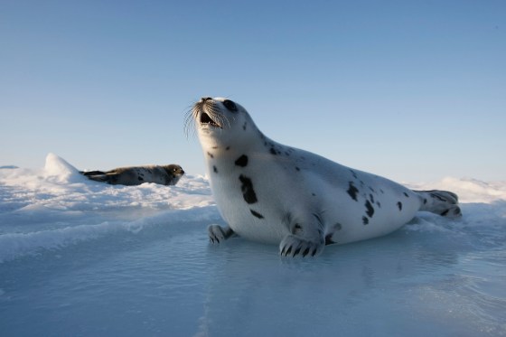 Canada Raises Quota For Controversial Seal Hunt