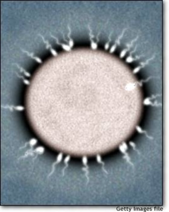 A single sperm fertilizes an egg as others&nbsp;continue to try.