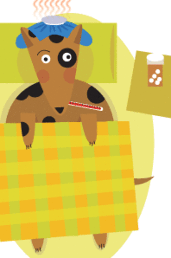 Creature Comforts -- Pets in pain