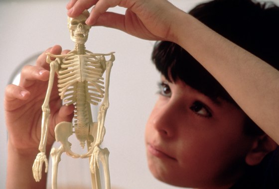 Studying a model skeleton