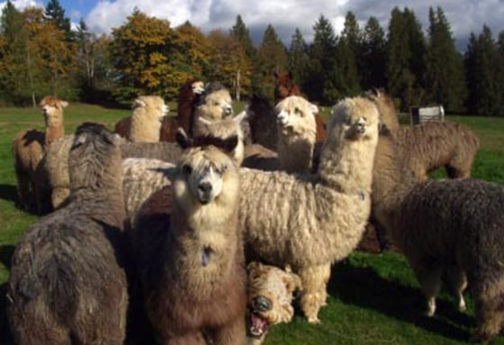Alpacas prefer tight herds when living in the wilds of western Washington. An acre of land can support up to ten animals.