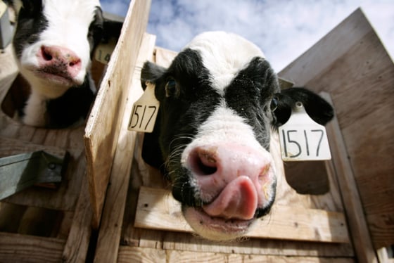 Image: Calves belonging to dairy owner Pete Wiersma