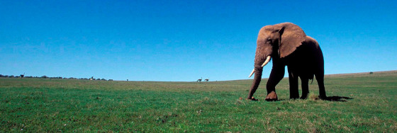 Image: South Africa's Environment Minister announces that a moratorium on elephant culling in the country will be lifted from 01 May 2008