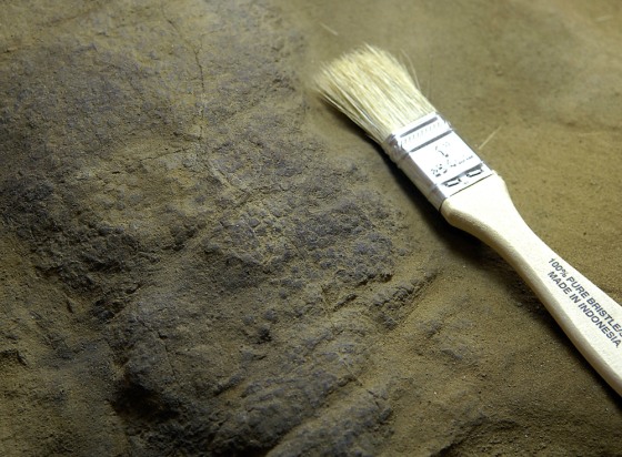 Image: The textured skin of a hadrosaur is visible.
