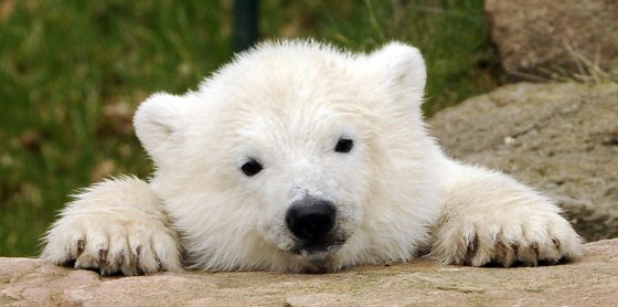 Here's Flocke, Germany's latest polar bear cub