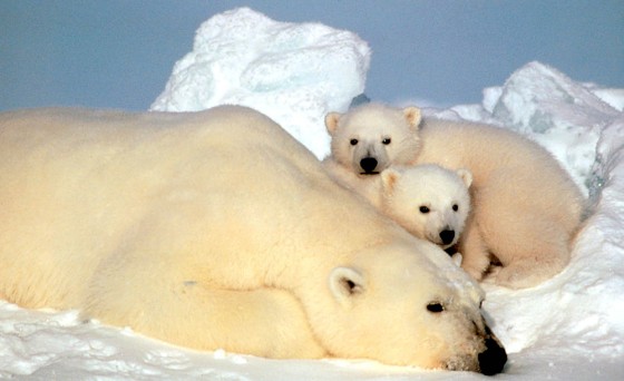 Image: polar bears