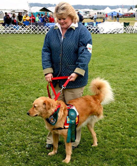 Image: Tripp the golden retriever