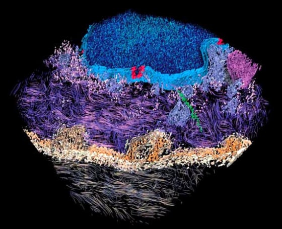 Image: skin cells