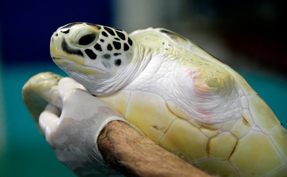 Image: Green sea turtle