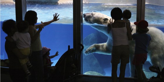 Image: Visitors reach out to touch the enclosure as Inuka the polar bear swims past at the Singapore Zoo