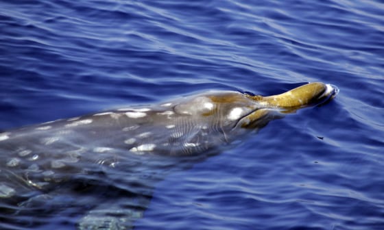 Image: Adult female beaked whale.