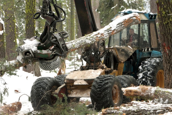 Ralph Strang trims a tree of its branches during a forest thinning project near Tahoe City, Calif., on Dec. 12.