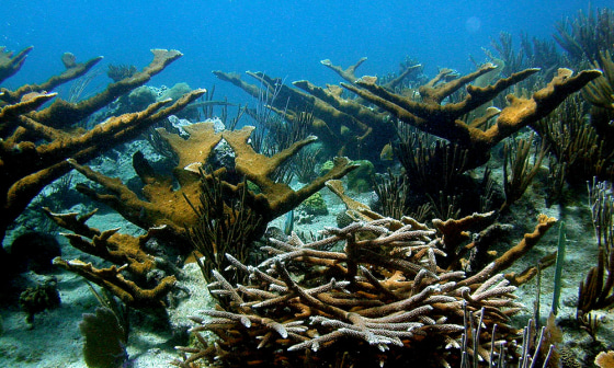 Image: Coral reef off the Caribbean island of Bonaire